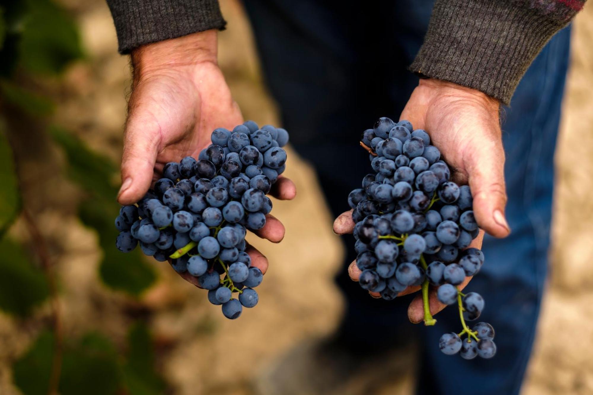 Enoturismo Celler Pinol Leilighet Batea Eksteriør bilde