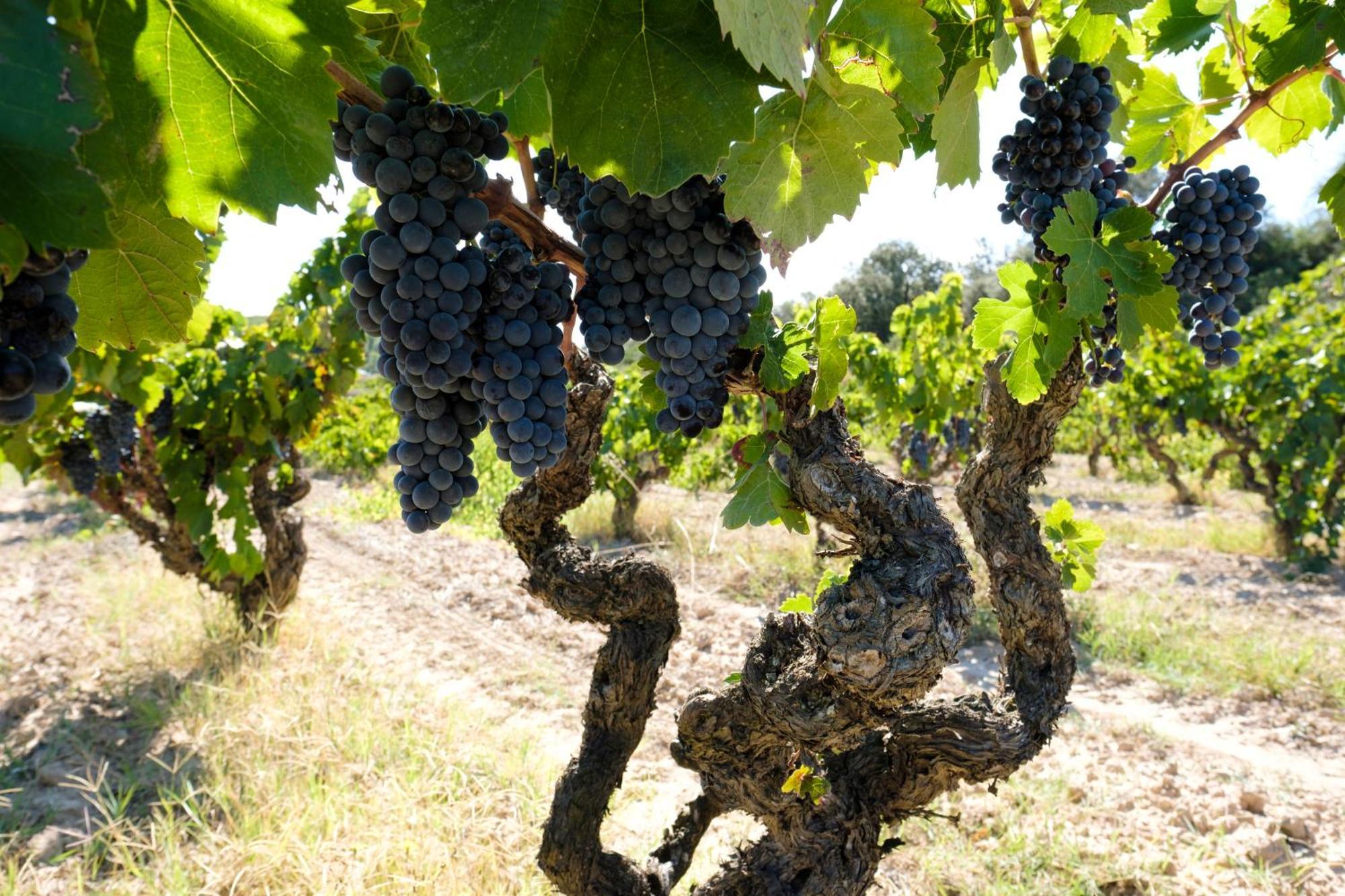 Enoturismo Celler Pinol Leilighet Batea Eksteriør bilde
