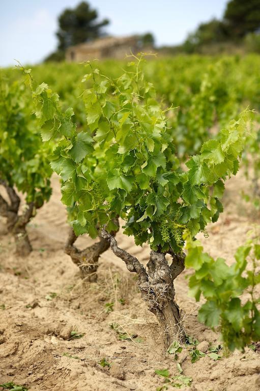 Enoturismo Celler Pinol Leilighet Batea Eksteriør bilde